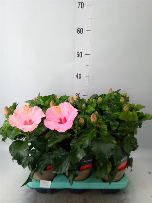 <h4>Hibiscus rosa-sin. 'Jersey'</h4>