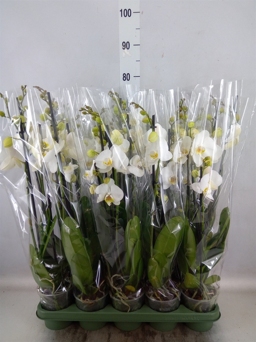 Phalaenopsis   ...white
