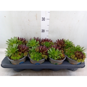 Sempervivum   ...mix