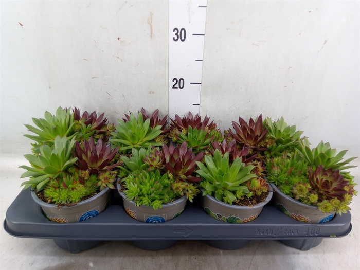 <h4>Sempervivum   ...mix</h4>