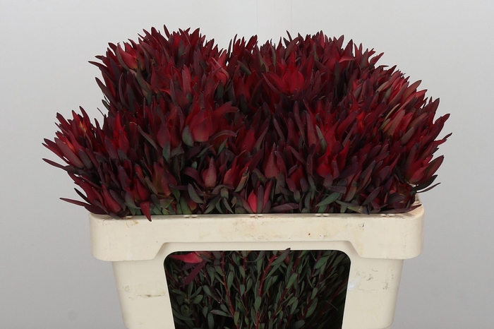 <h4>Leucadendron Blush Spray</h4>