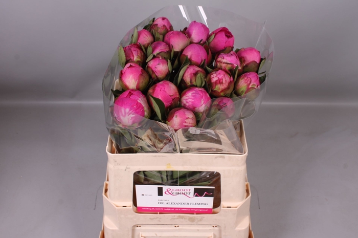 <h4>Paeonia Dr. Alexander Fleming | Heavy Quality</h4>