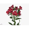 ALSTROEMERIA NOIZE 85GR, JONG GEWAS