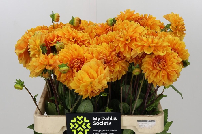 <h4>Dahlia Bizon Brons</h4>
