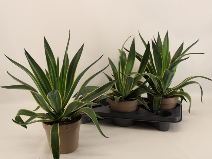 <h4>AGAV QUADRICOLOR</h4>