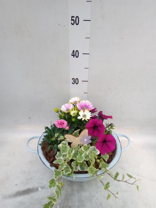 <h4>Arr.   Perkplanten L%</h4>