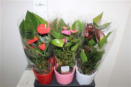 <h4>Anthu An Gem 3 Kl 4-5 Ceramic</h4>