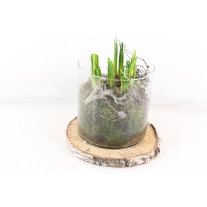 arr4 Narcis MB - Hout schijf cilinder XL