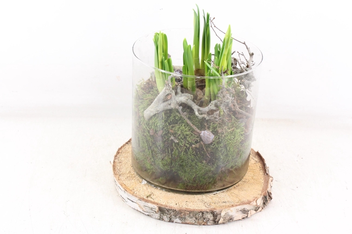 <h4>arr4 Narcis MB - Hout schijf cilinder XL</h4>