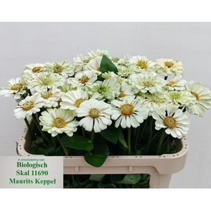 ZINNIA ELEGANS