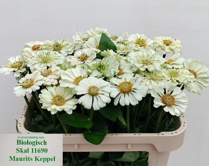 <h4>ZINNIA ELEGANS</h4>