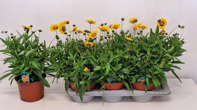 <h4>CORE GRANDIFLORA</h4>