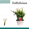 Zantedeschia Wit in ton-sur-ton Schaal Ariel