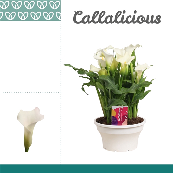 <h4>Zantedeschia Wit in ton-sur-ton Schaal Ariel</h4>