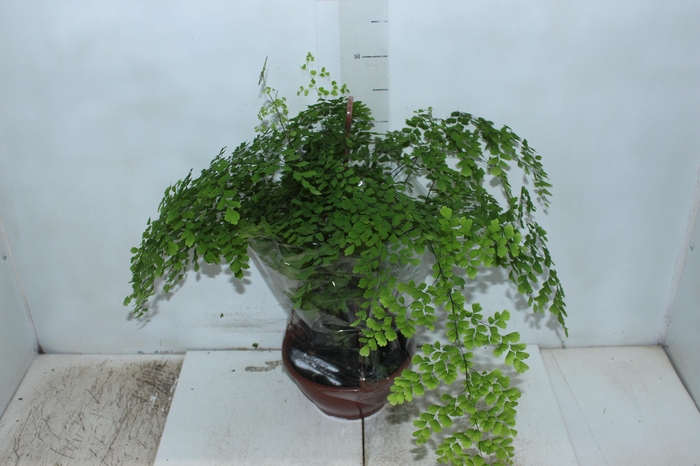 <h4>AVENCA VARIADA C21</h4>