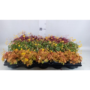 Oxalis   ...mix