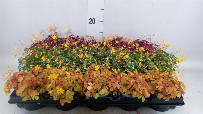 <h4>Oxalis   ...mix</h4>