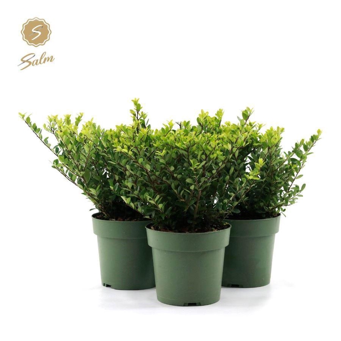 <h4>Ilex crenata 'Jenny'® P17</h4>