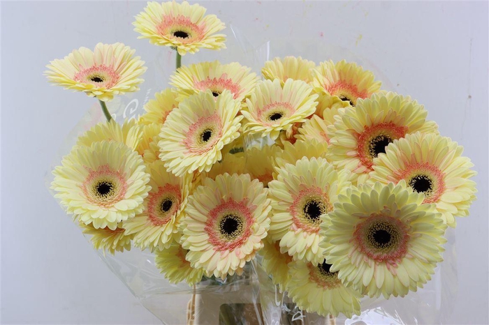 <h4>Ge Gr Cartizze</h4>