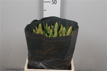 <h4>Tu En Avignon</h4>