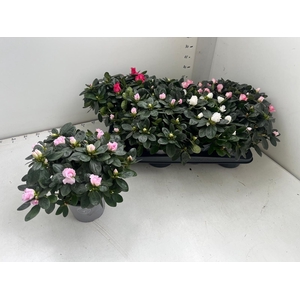 RHODO SI GEM