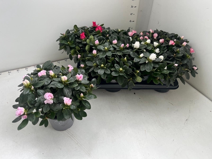 <h4>RHODO SI GEM</h4>