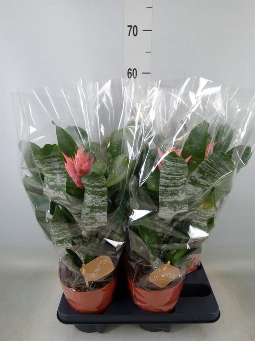 <h4>Aechmea ...</h4>