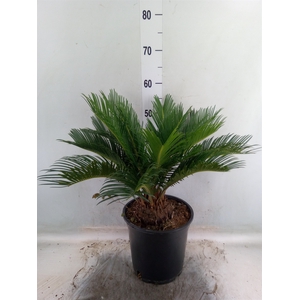 Cycas revoluta