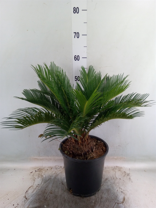 <h4>Cycas revoluta</h4>