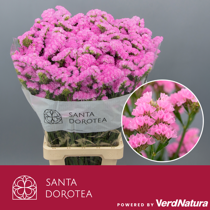 <h4>Statice Pink</h4>