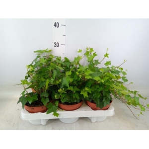 Hedera helix 'Pittsburgh'