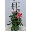 Digitalis  'Pink Panther'