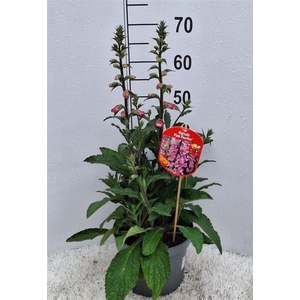 Digitalis  'Pink Panther'