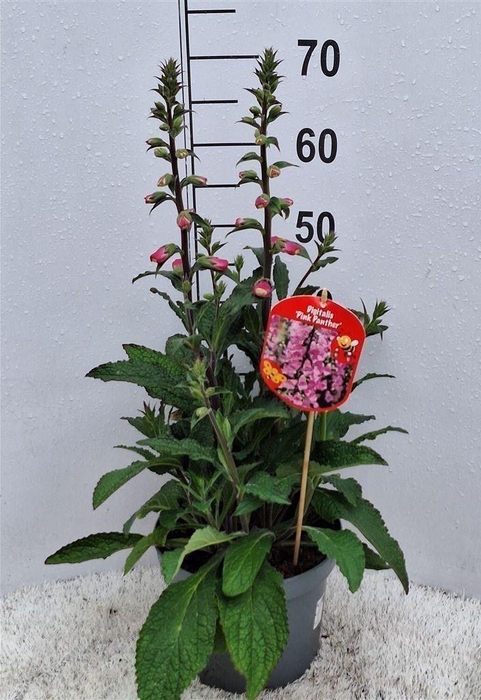 Digitalis  'Pink Panther'
