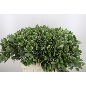 Pittosporum Ilan