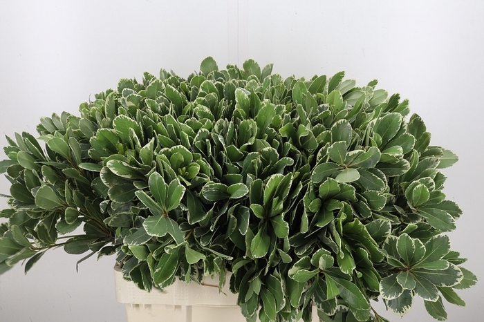 <h4>Pittosporum Ilan</h4>