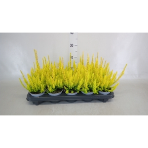 Erica arborea 'Albe'
