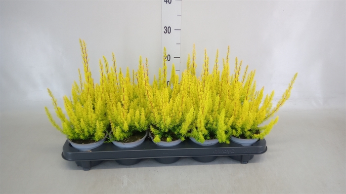 <h4>Erica arborea 'Albe'</h4>