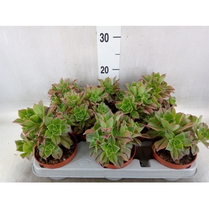 Aeonium   ...