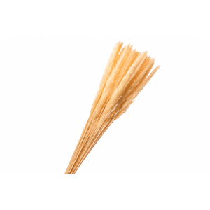 Dried Bleached Cortaderia Fluffy Salmon