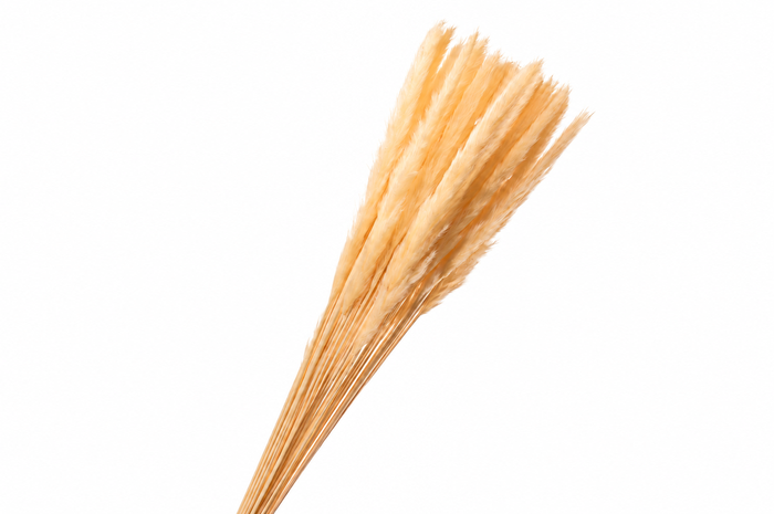 <h4>Dried Bleached Cortaderia Fluffy Salmon</h4>