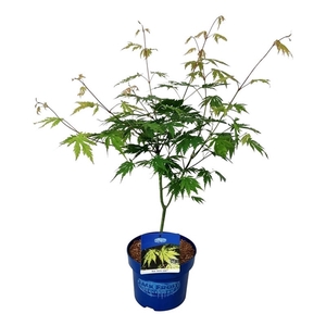 Acer Arctic Jade ®