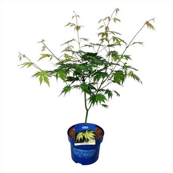 <h4>Acer Arctic Jade ®</h4>