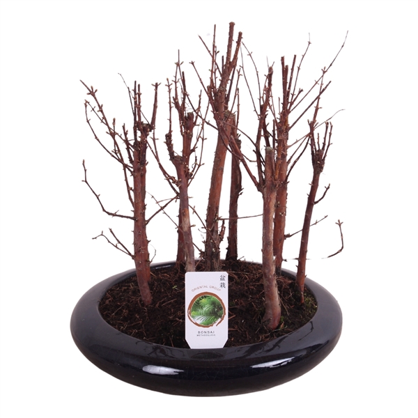 <h4>Outdoor Bonsai Metasequoia forest in 23cm ceramic</h4>