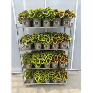 .Coleus mixkar