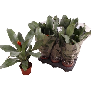 AECH PE ELEGANT FLAM