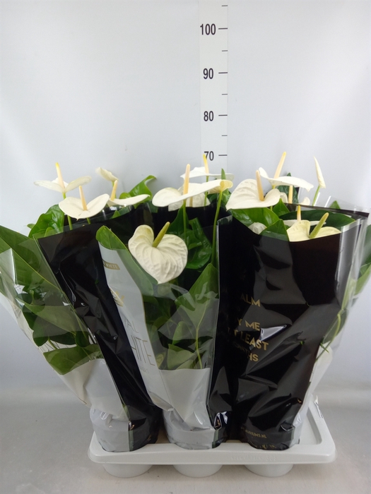 <h4>Anthurium andr. 'Alaska'</h4>