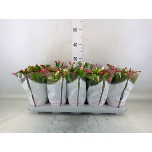 Schlumbergera  'Flame Duo' .mix pot