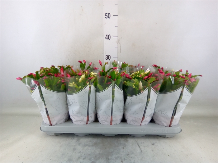 <h4>Schlumbergera  'Flame Duo' .mix pot</h4>
