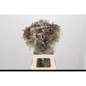 Daucus Carota Dara HMC van Eenennaam